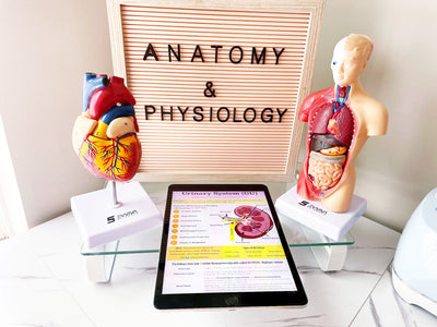 Top Tips to Pass Anatomy and Physiology