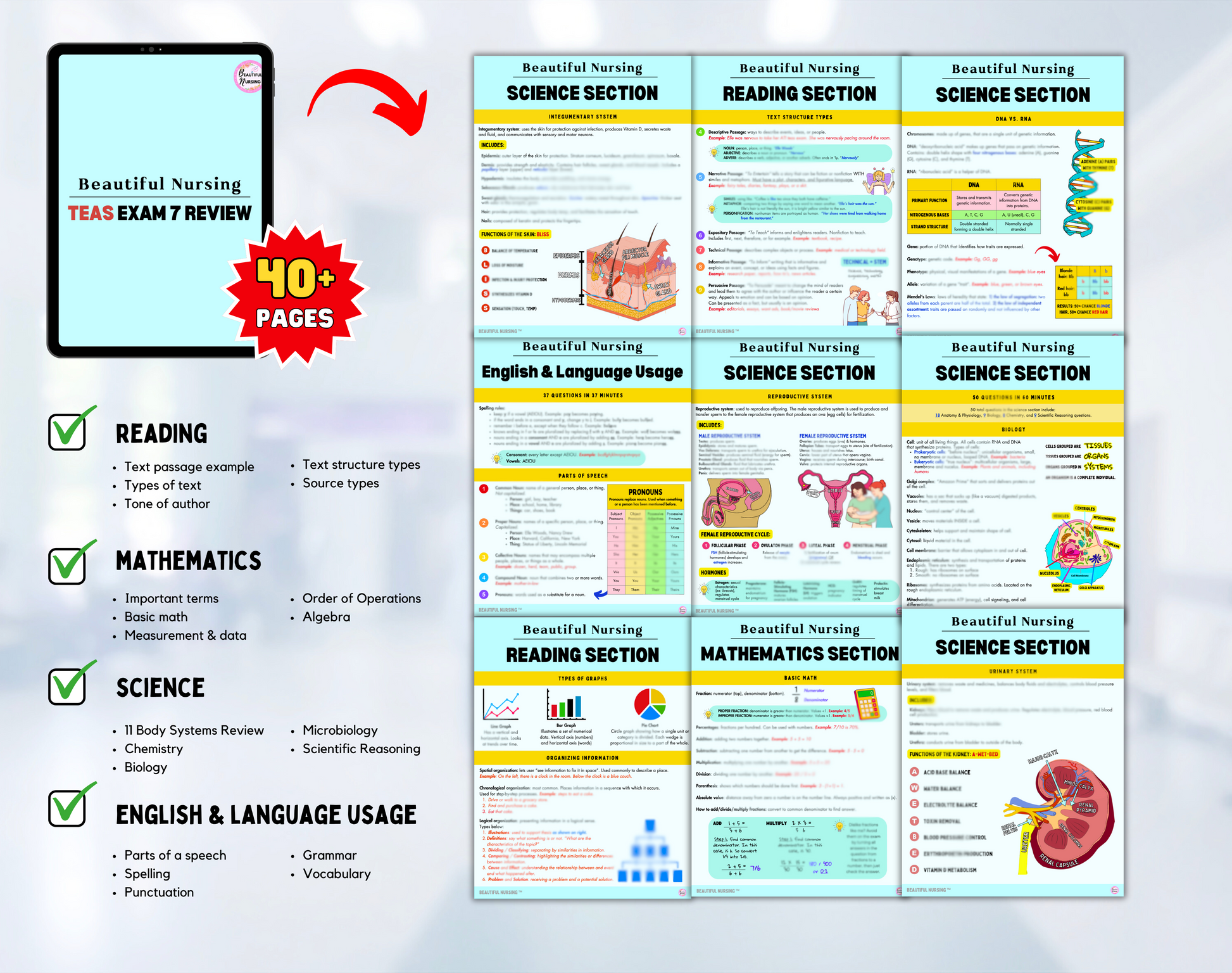 TEAS Exam 7 Bundle