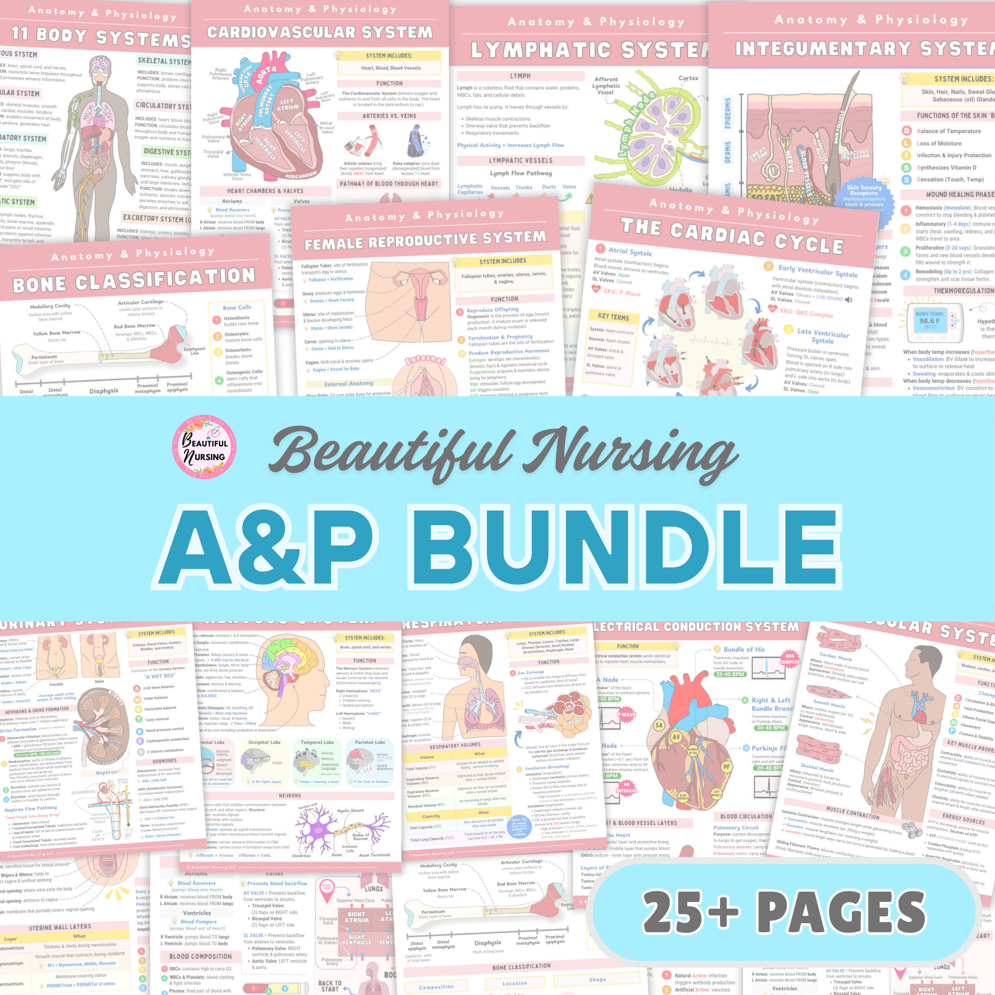Anatomy & Physiology Bundle