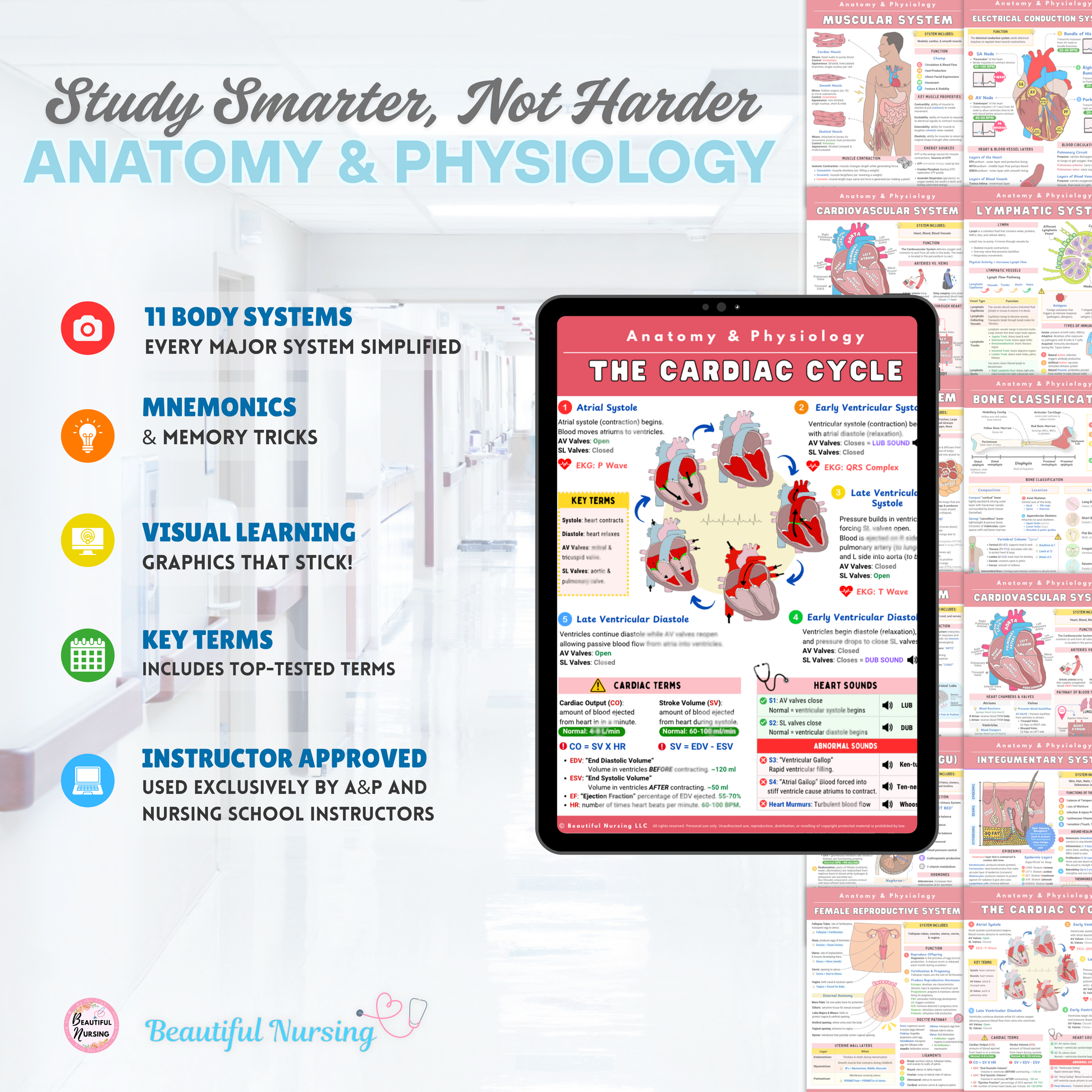 Anatomy & Physiology Bundle