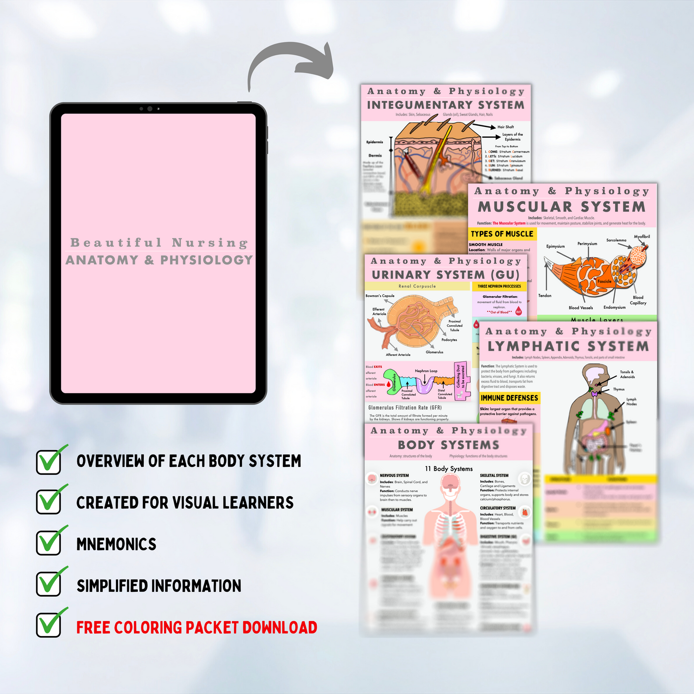 Anatomy & Physiology Bundle