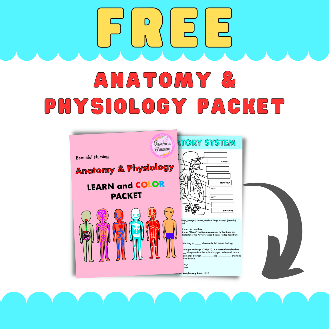 Anatomy & Physiology Learn and Color Packet - BeautifulNursing